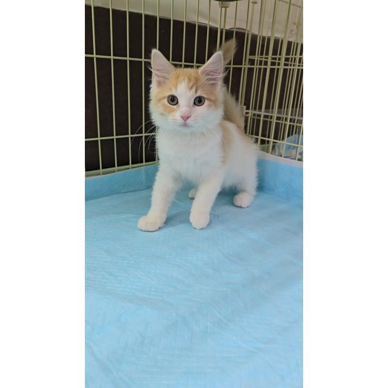 成約済の東京都のメインクーン-134310の3枚目