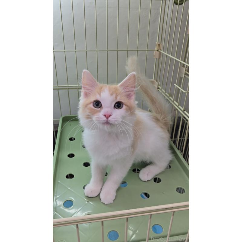 成約済の東京都のメインクーン-134310の2枚目