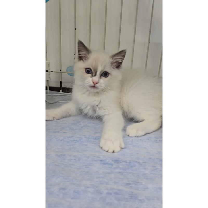 成約済の東京都のラグドール-135798の3枚目