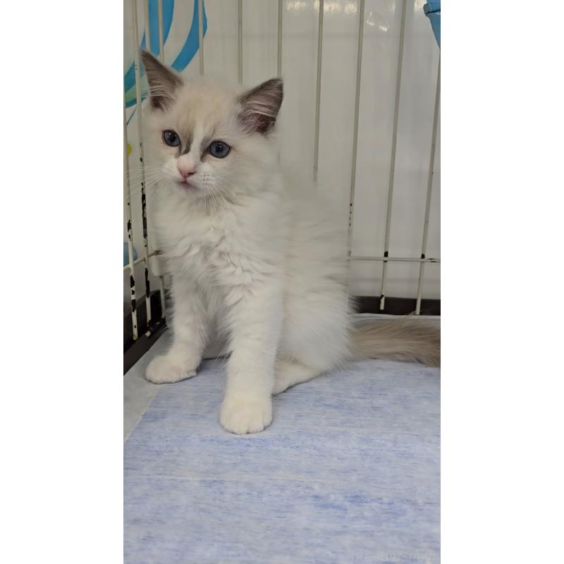 成約済の東京都のラグドール-135798の2枚目