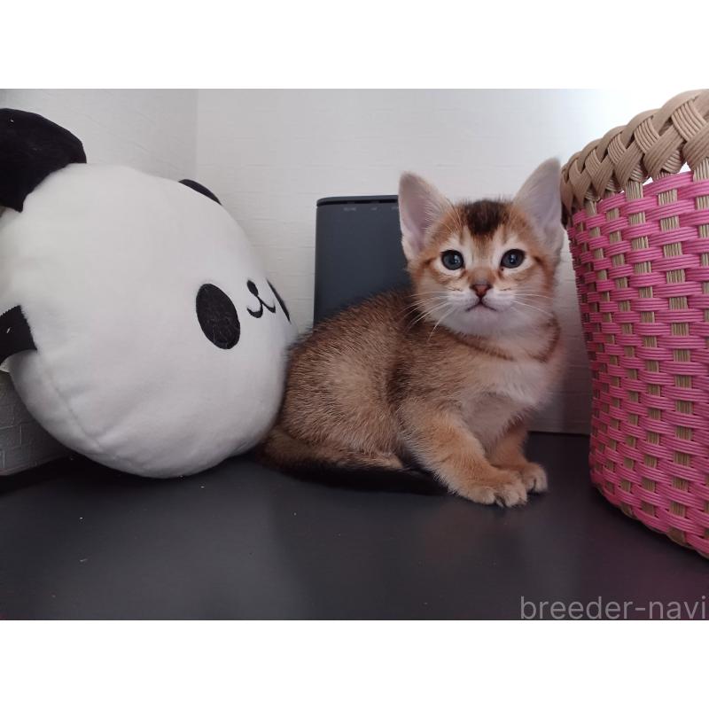 販売中の東京都のアビシニアン-136949の10枚目