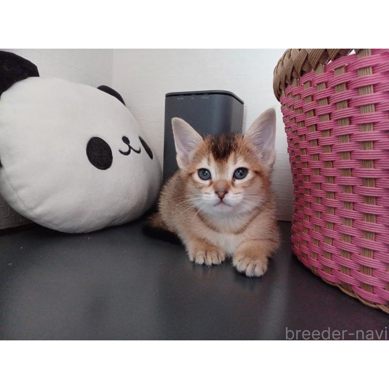 販売中の東京都のアビシニアン-136949の9枚目