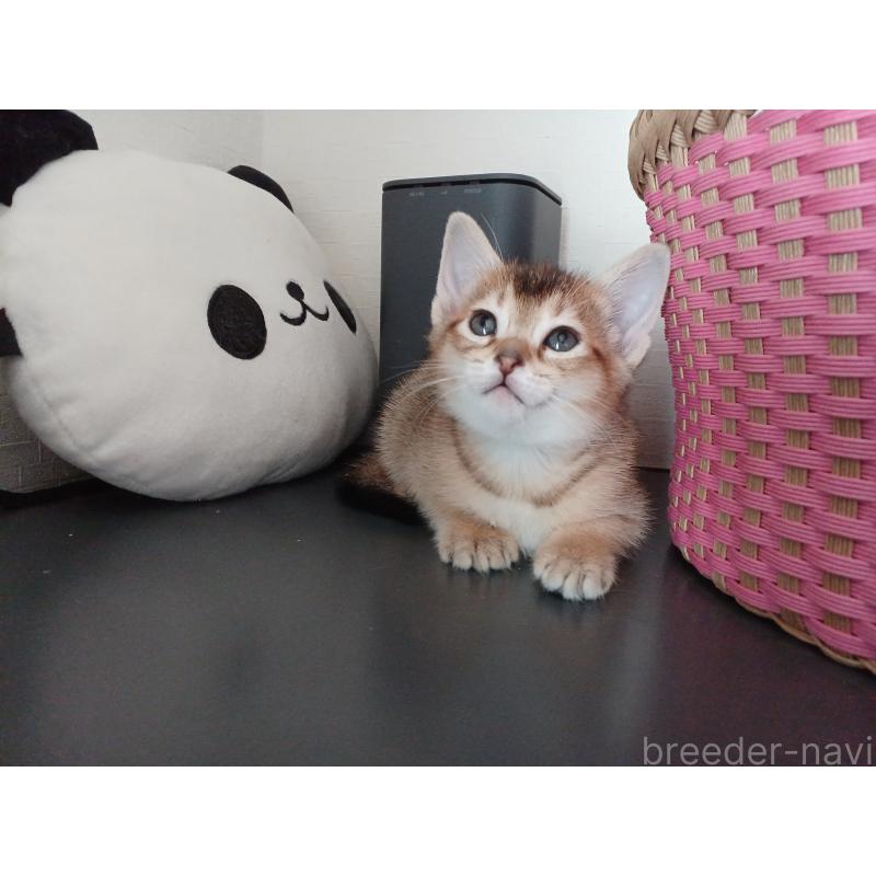 販売中の東京都のアビシニアン-136949の8枚目