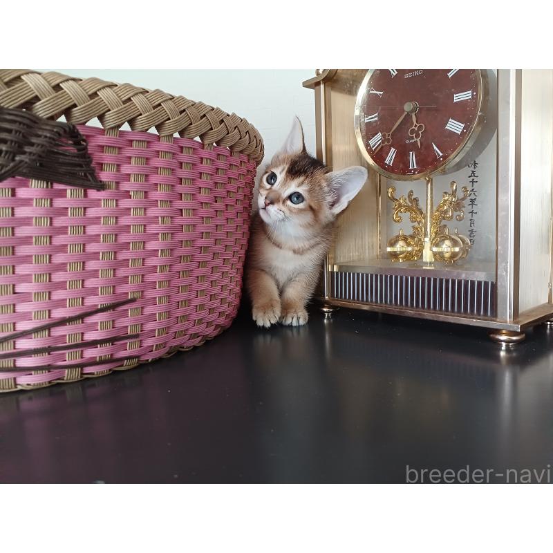 販売中の東京都のアビシニアン-136949の7枚目