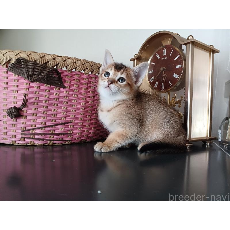 販売中の東京都のアビシニアン-136949の6枚目