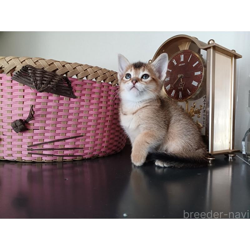 販売中の東京都のアビシニアン-136949の5枚目