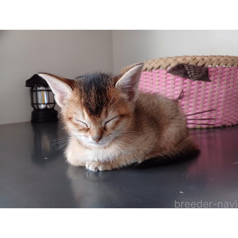 販売中の東京都のアビシニアン-136949の4枚目