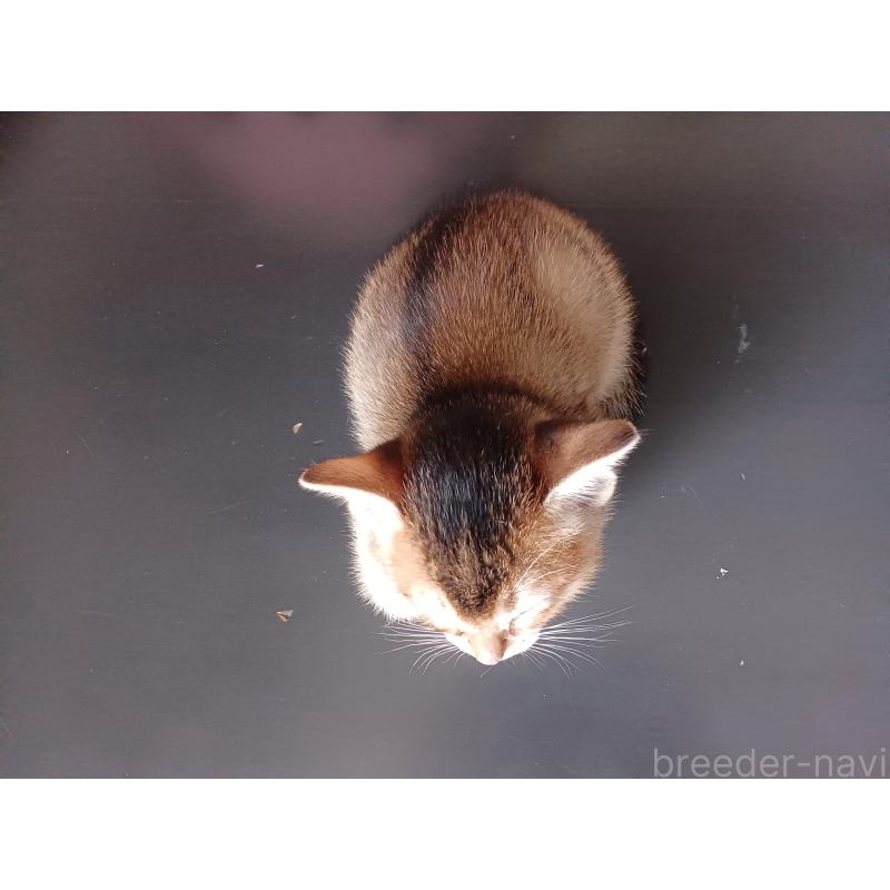 販売中の東京都のアビシニアン-136949の3枚目