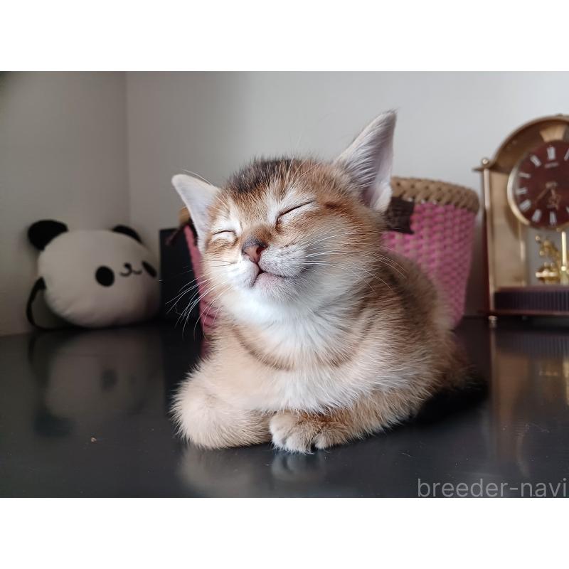 販売中の東京都のアビシニアン-136949の2枚目