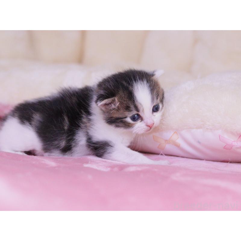 販売中の東京都のマンチカン-136685の5枚目