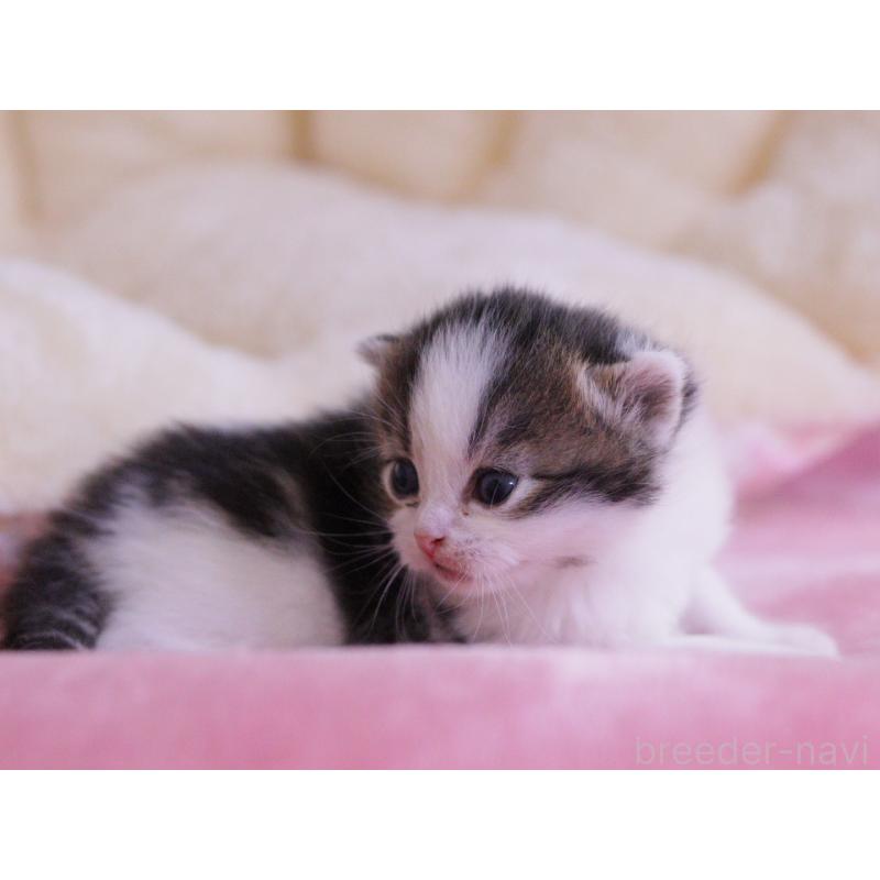 販売中の東京都のマンチカン-136685の4枚目