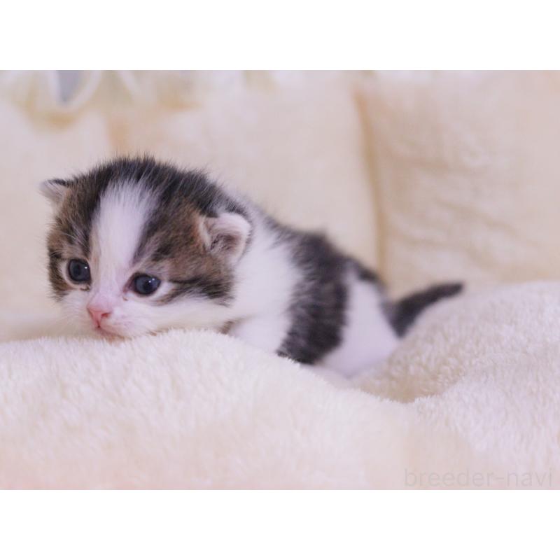 販売中の東京都のマンチカン-136685の3枚目