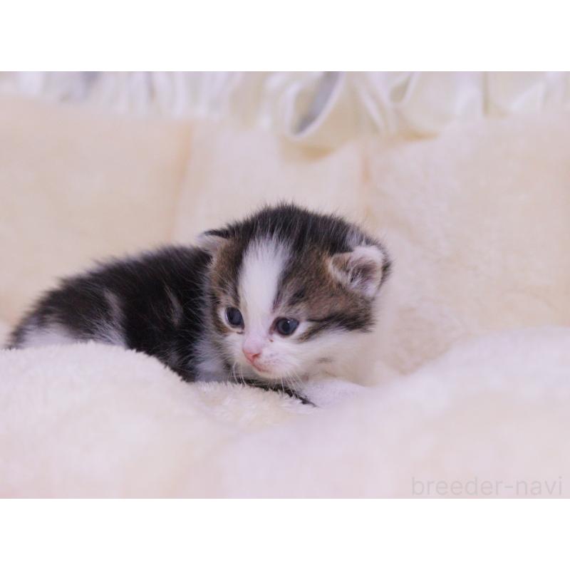 販売中の東京都のマンチカン-136685の2枚目