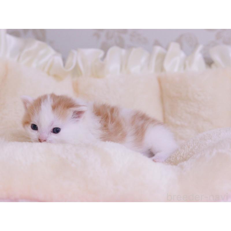 販売中の東京都のマンチカン-136684の5枚目