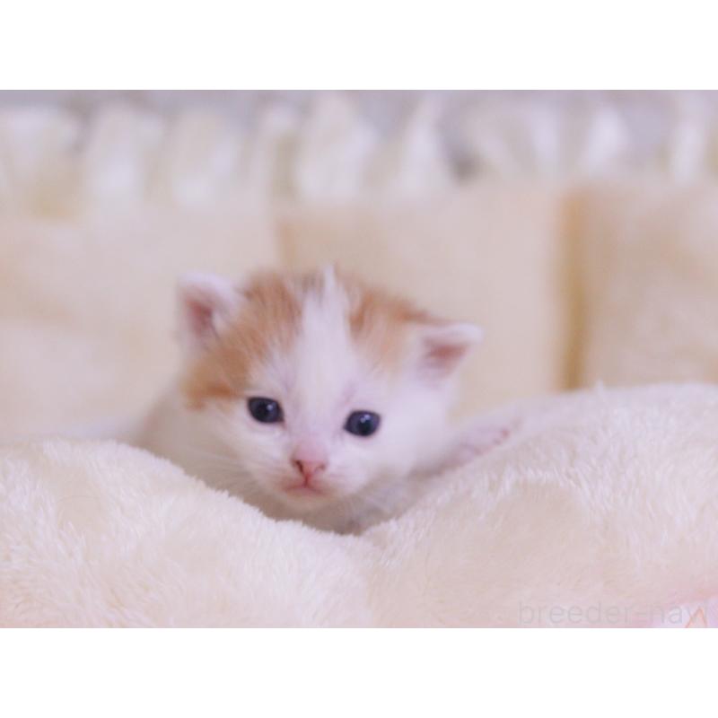 販売中の東京都のマンチカン-136684の4枚目