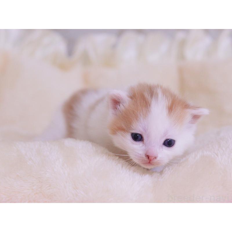 販売中の東京都のマンチカン-136684の3枚目