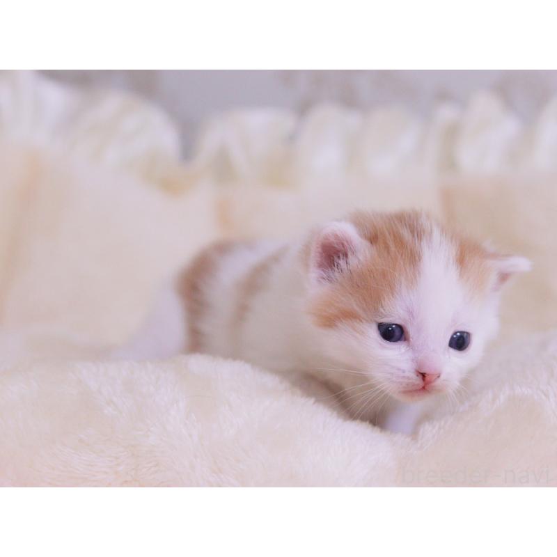 販売中の東京都のマンチカン-136684の2枚目