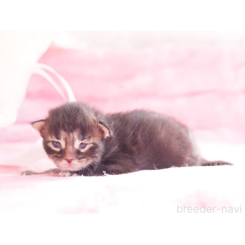 販売中の東京都のメインクーン-136950の5枚目