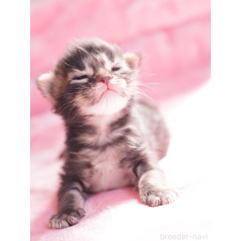 販売中の東京都のメインクーン-136950の2枚目