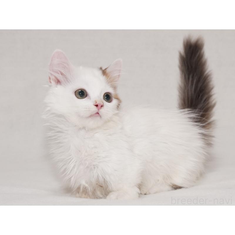 販売中の東京都のマンチカン(短足)-133723の30枚目