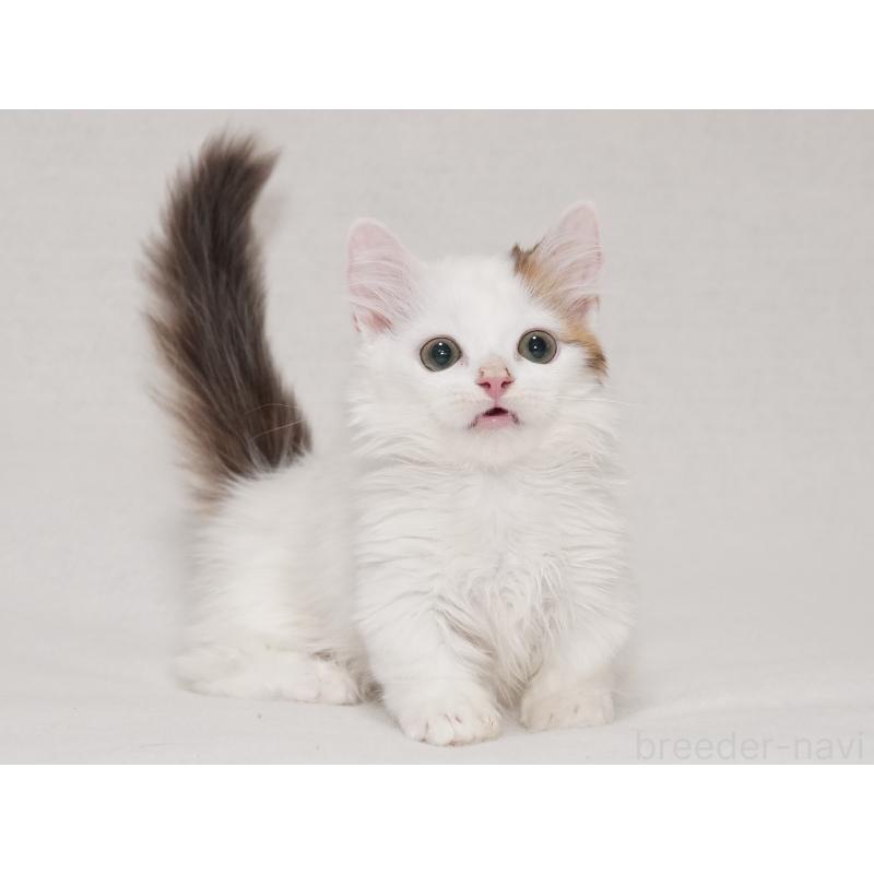 販売中の東京都のマンチカン(短足)-133723の29枚目