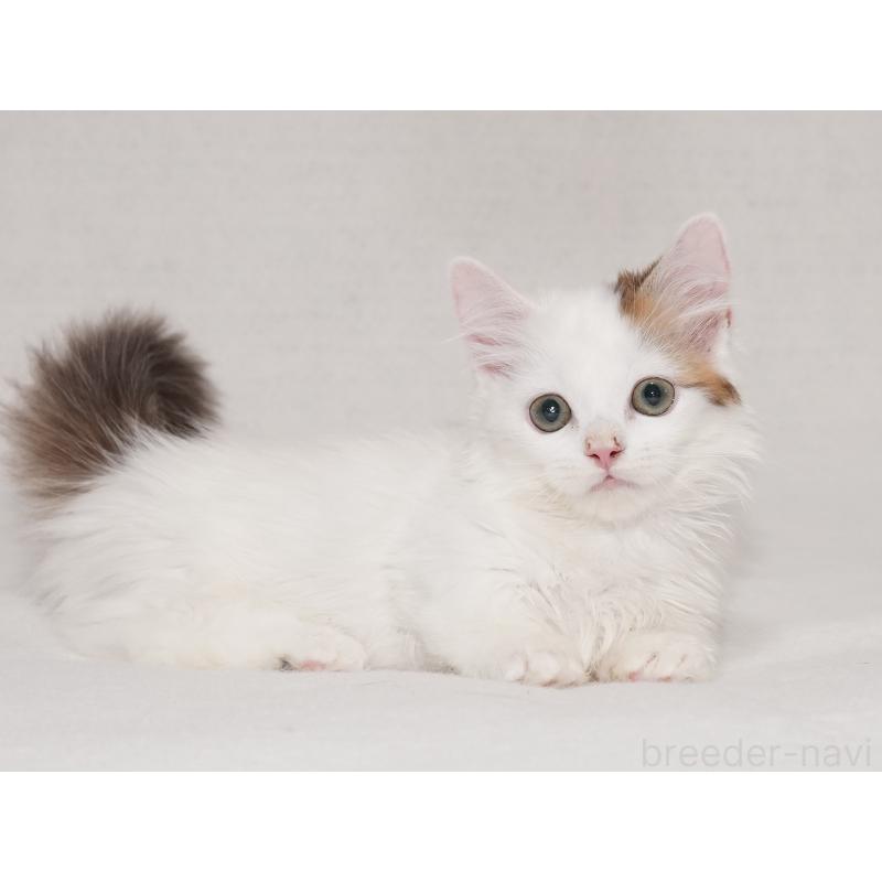 販売中の東京都のマンチカン(短足)-133723の28枚目