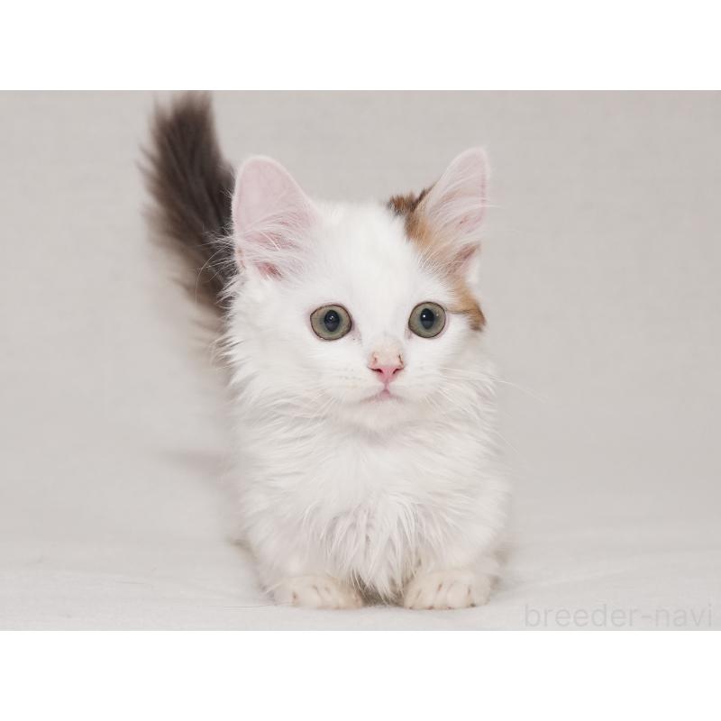 販売中の東京都のマンチカン(短足)-133723の27枚目