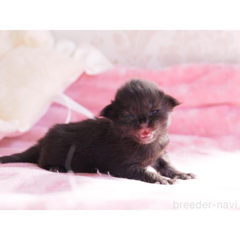 販売中の東京都のメインクーン-136951の3枚目