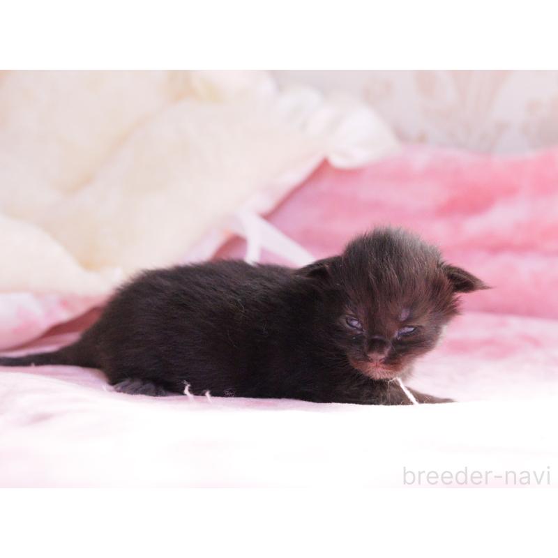 販売中の東京都のメインクーン-136951の2枚目