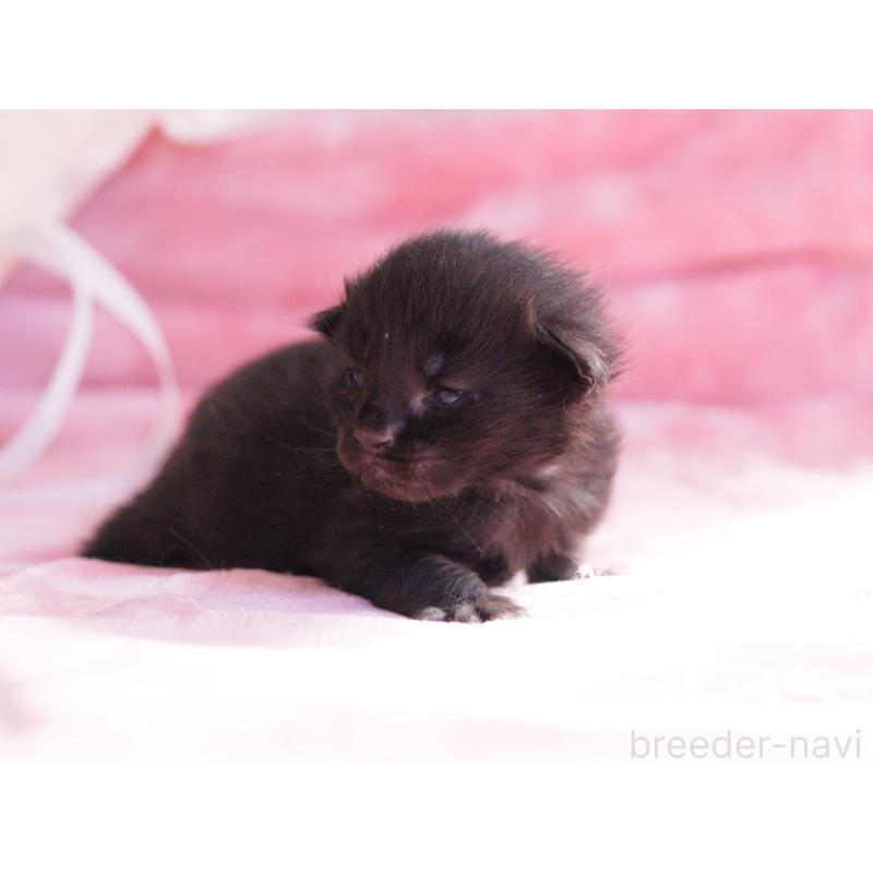 販売中の東京都のメインクーン-136952の3枚目