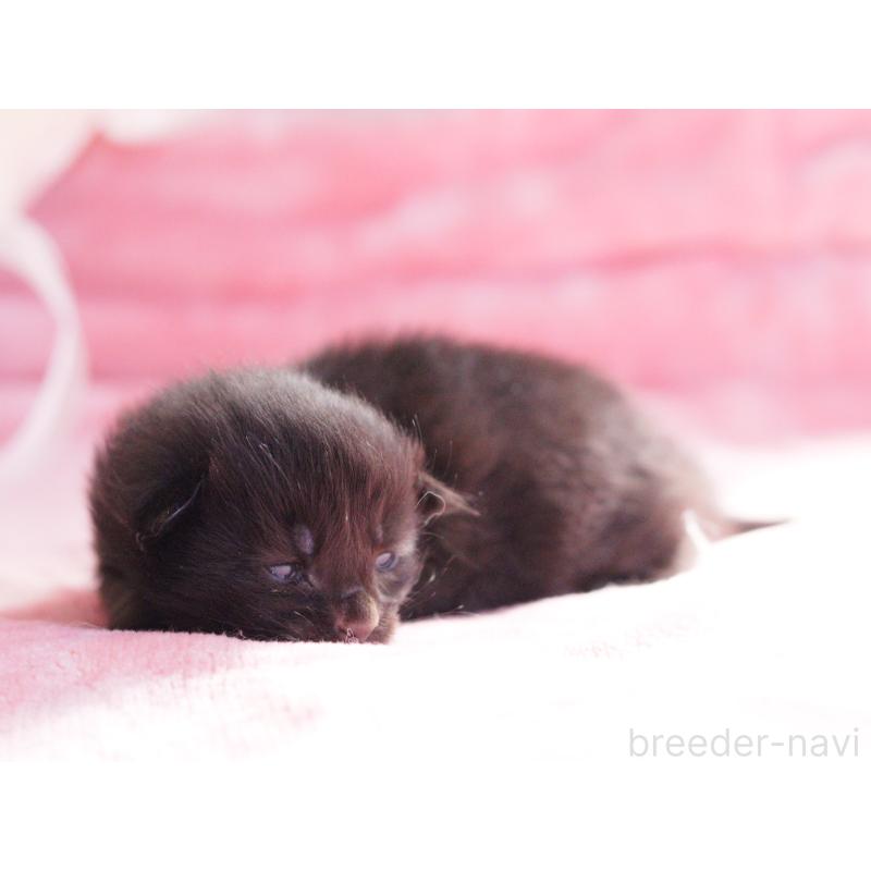 販売中の東京都のメインクーン-136952の2枚目