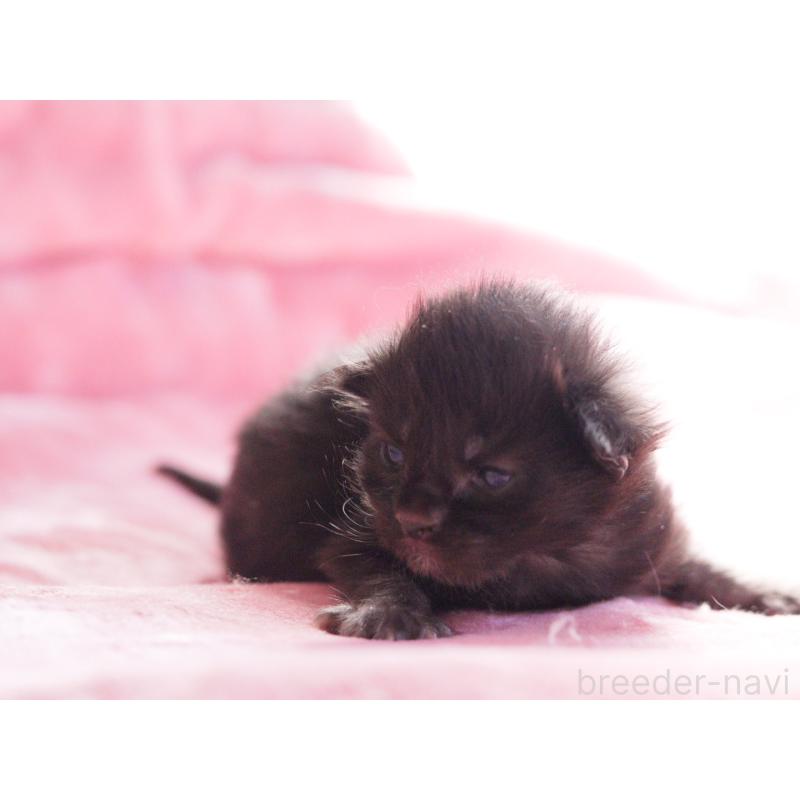 販売中の東京都のメインクーン-136953の5枚目