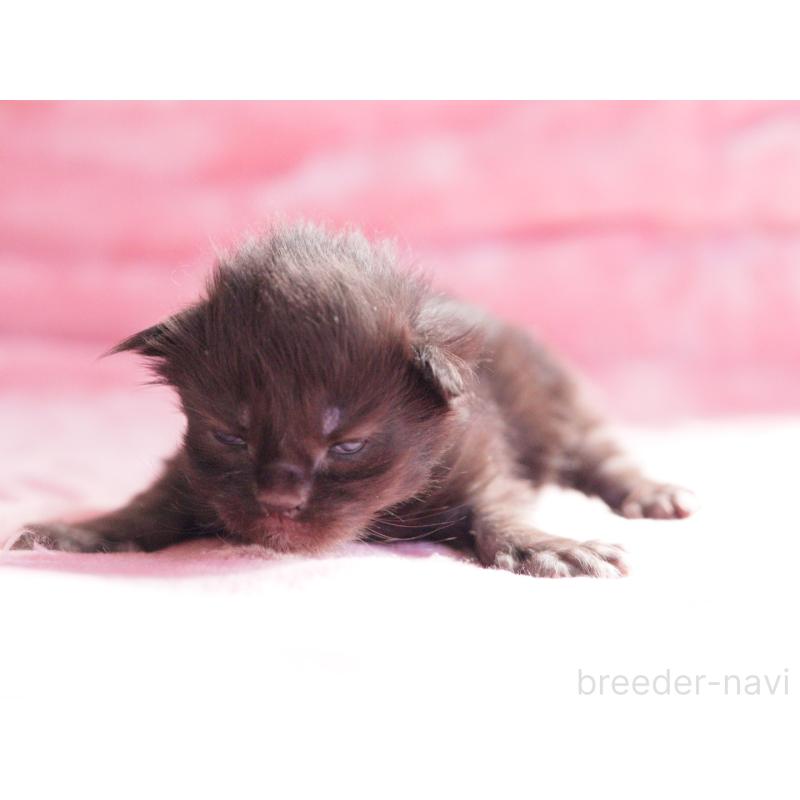 販売中の東京都のメインクーン-136953の4枚目