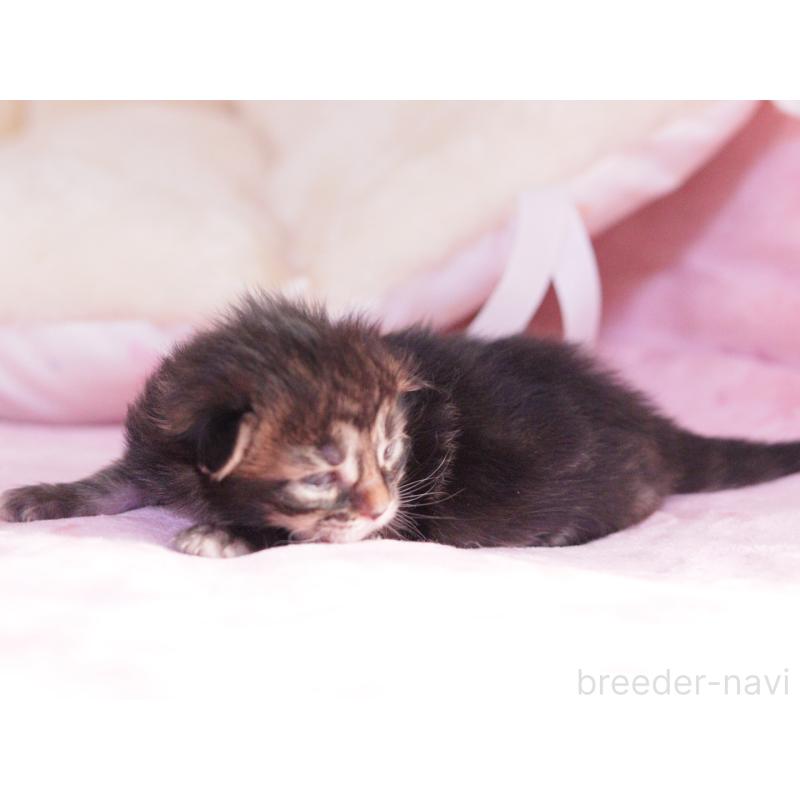 販売中の東京都のメインクーン-136954の5枚目