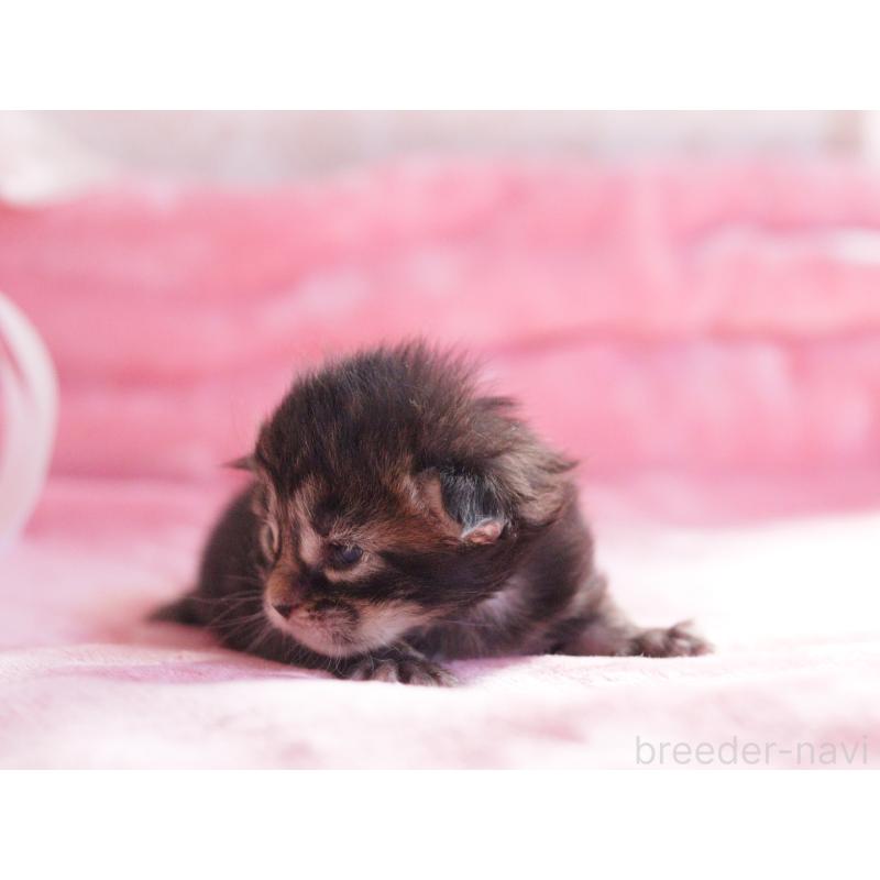 販売中の東京都のメインクーン-136954の4枚目