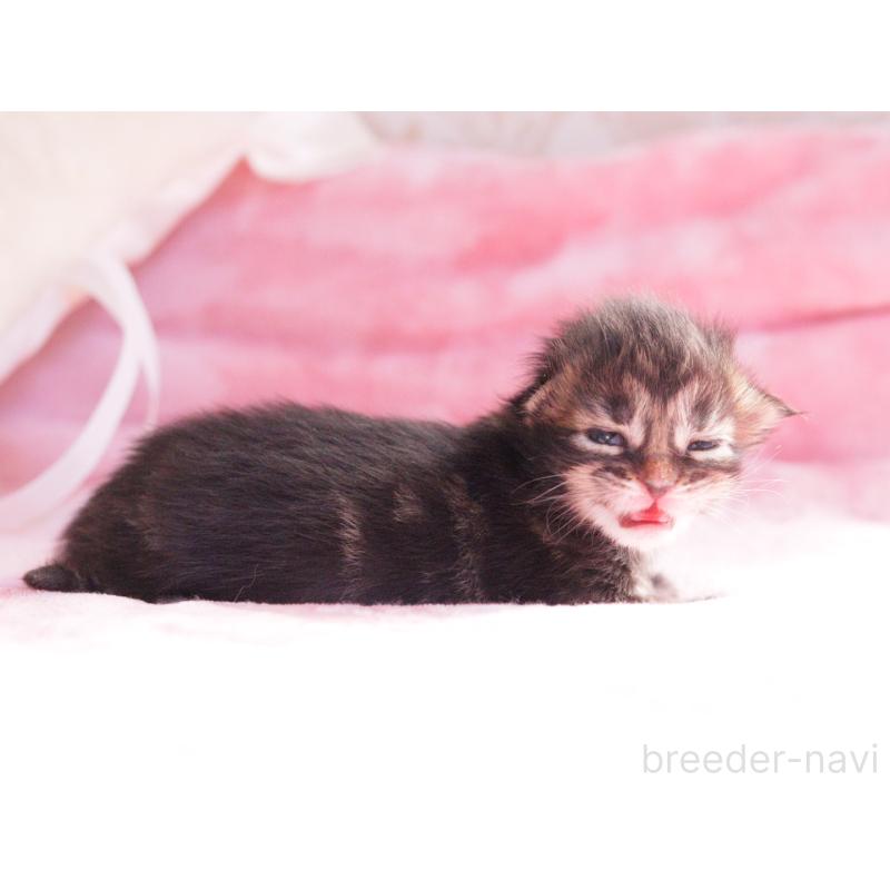 販売中の東京都のメインクーン-136954の3枚目