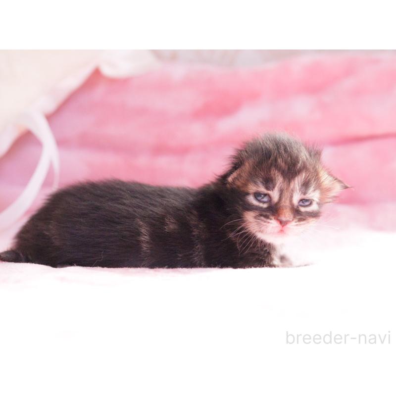 販売中の東京都のメインクーン-136954の2枚目