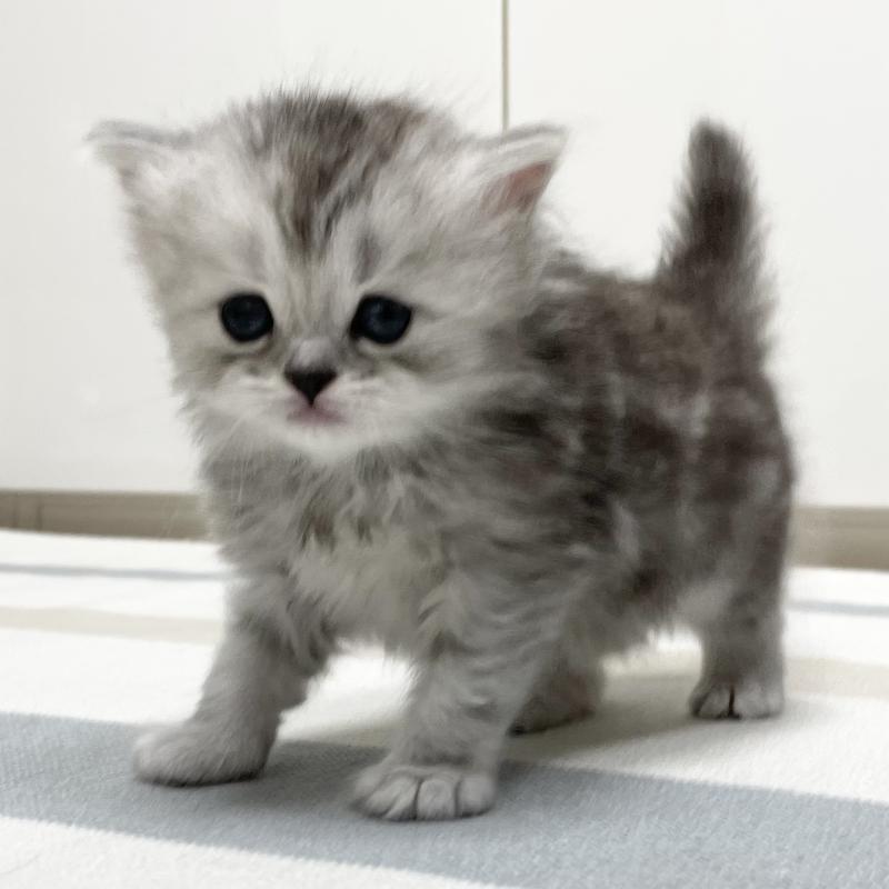 販売中の愛知県のミヌエット-136423