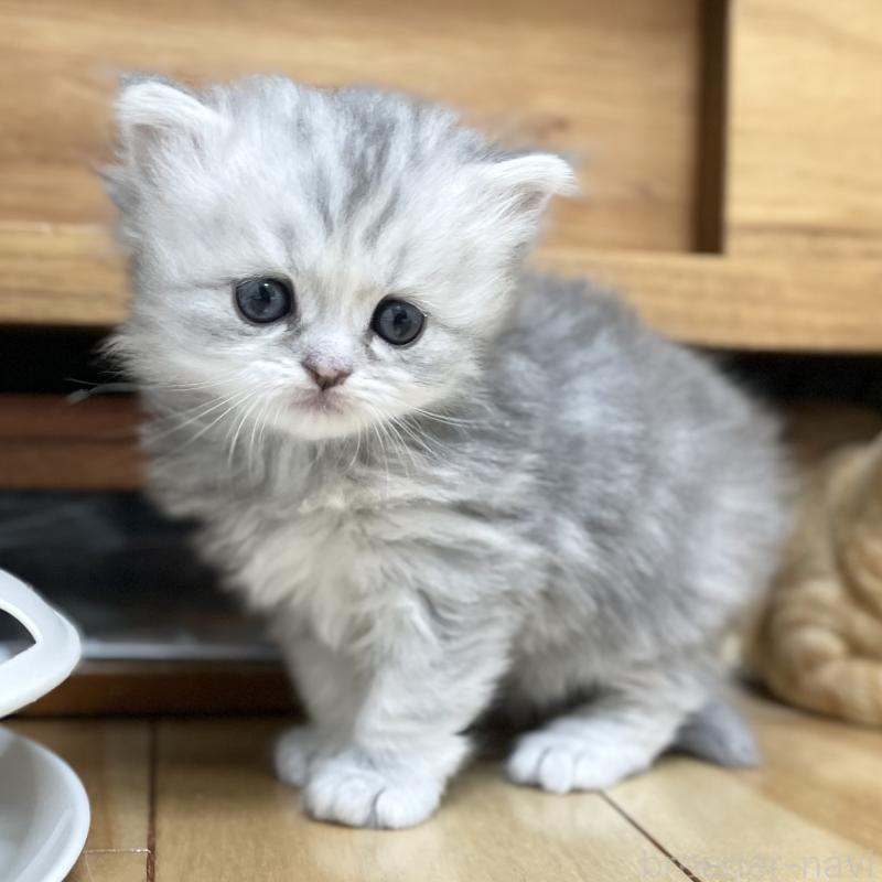 販売中の愛知県のミヌエット-136424