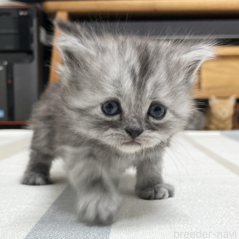 販売中の愛知県のミヌエット-136426