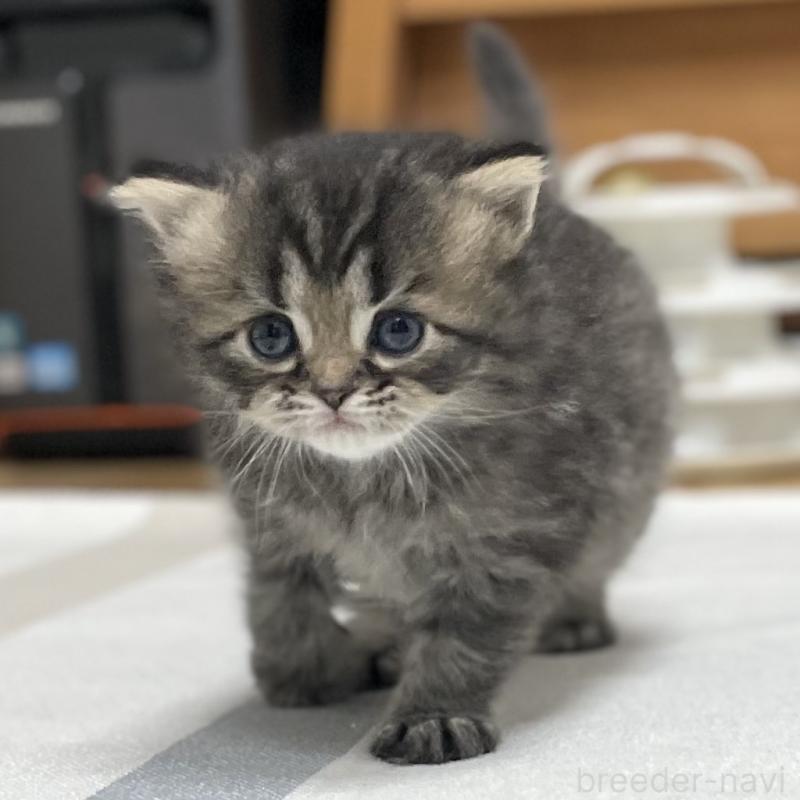 販売中の愛知県のミヌエット-136427