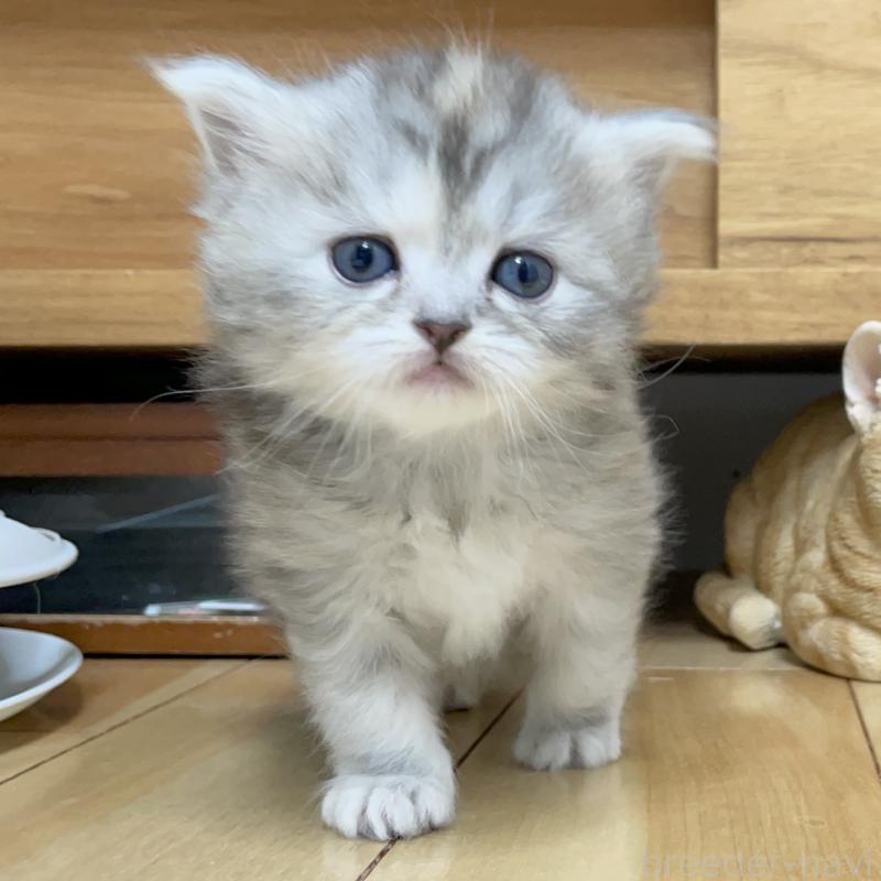 販売中の愛知県のミヌエット-136428