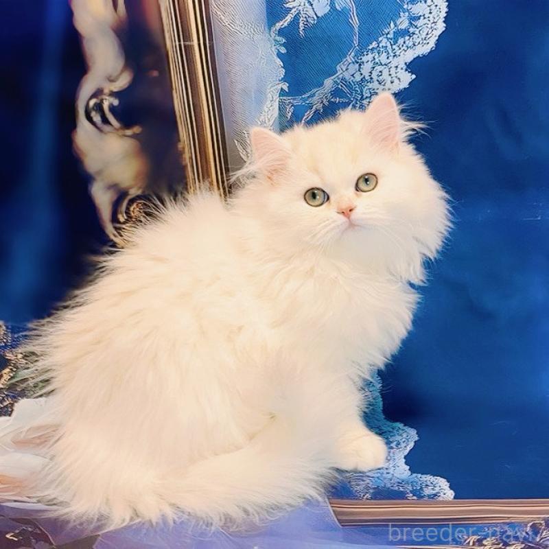 販売中の大阪府のブリティッシュロングヘア-134779の1枚目