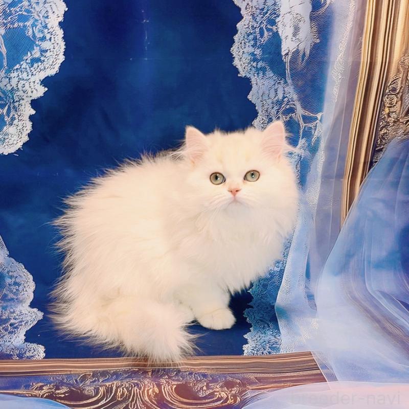 販売中の大阪府のブリティッシュロングヘア-134779の4枚目