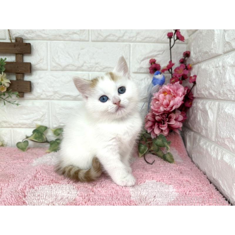 販売中の埼玉県のマンチカン-136956の6枚目