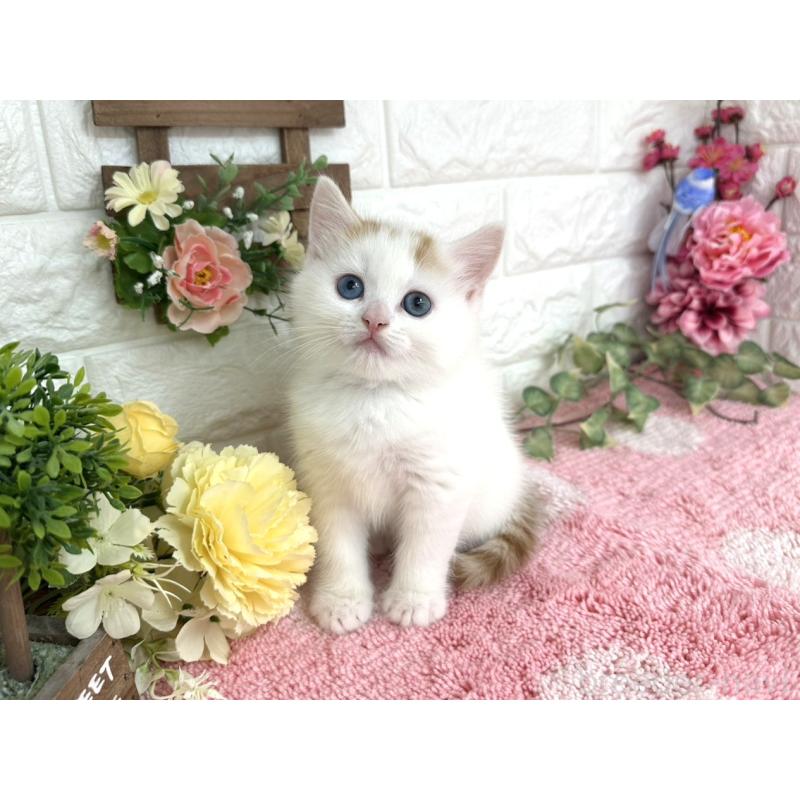 販売中の埼玉県のマンチカン-136956の5枚目