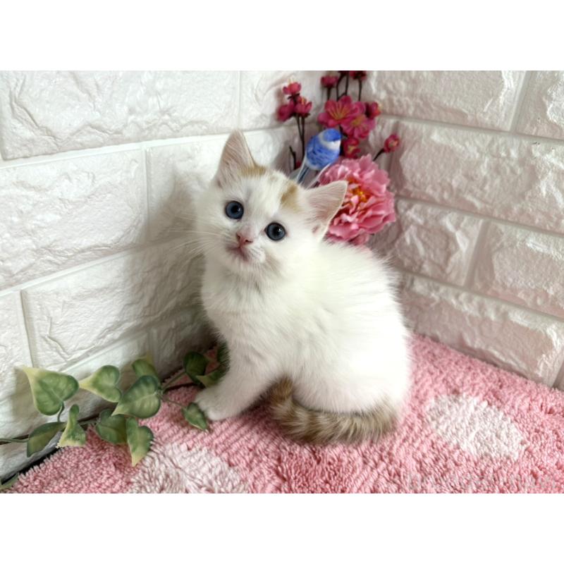 販売中の埼玉県のマンチカン-136956の4枚目