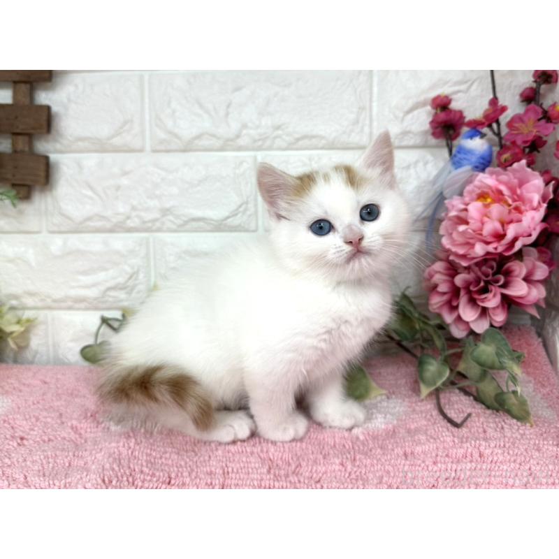 販売中の埼玉県のマンチカン-136956の3枚目