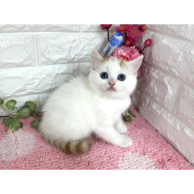 販売中の埼玉県のマンチカン-136956の2枚目