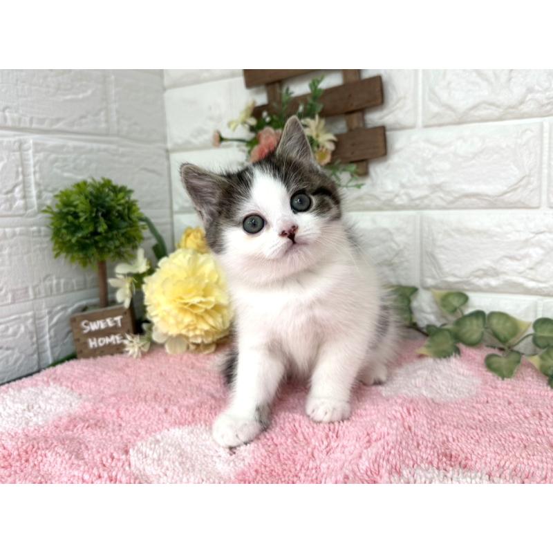 販売中の埼玉県のマンチカン-136957の6枚目